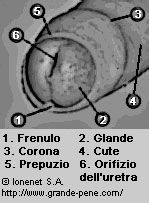 Gli elementi della testa del pene: glande, prepuzio, corona, ecc.