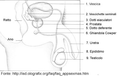 Anatomia interna dei testicoli nel loro insieme anatomico